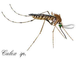mosquito white background