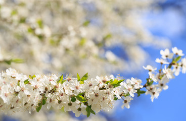 Flowers blooming mirabelle. Floral background,small depth of fie