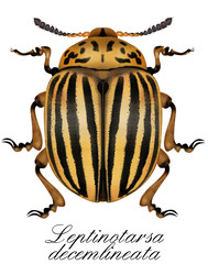 Colorado Potato Beetle, leptinotarsa decemlineata