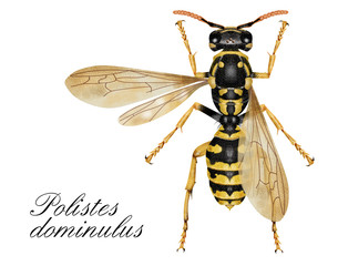 Polistes dominulus,wasp