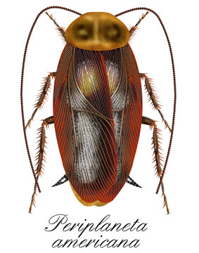 periplaneta americana, cockroach
