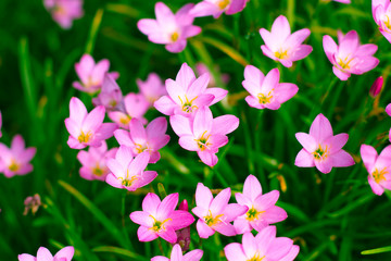 Naklejka premium Pink Fairy Lily in the garden