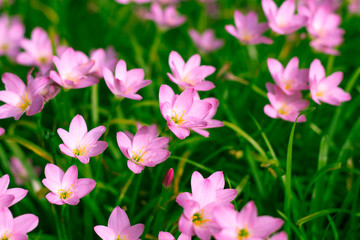 Fototapeta na wymiar Beautiful Rain Lily in the garden