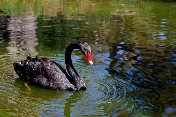Black Royal Swan
