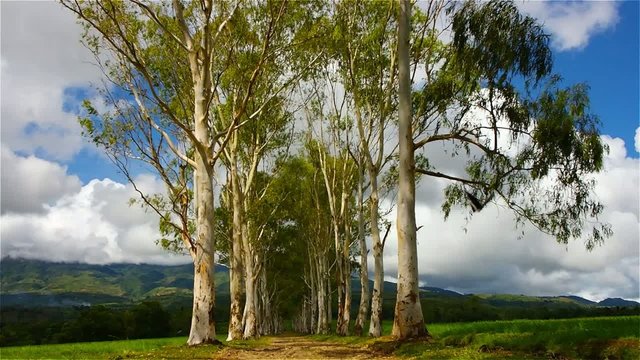 The Eucalyptus Road