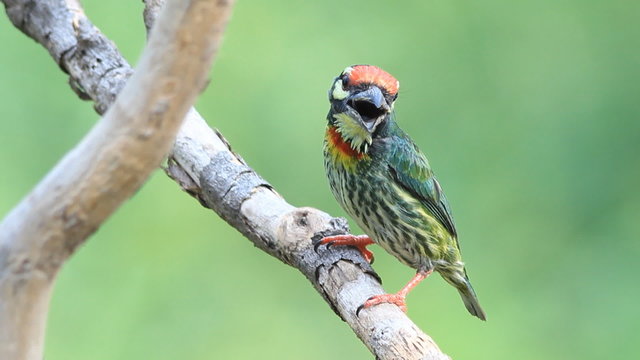 Copper smith  barbet 
