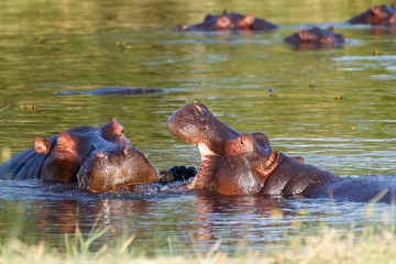 Two fighting young male hippopotamus Hippopotamus