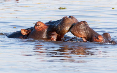 Fototapeta na wymiar Two fighting young male hippopotamus Hippopotamus