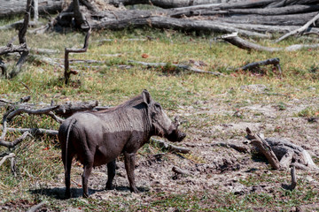 African Wildlife Warthog