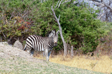 Zebras in african bush
