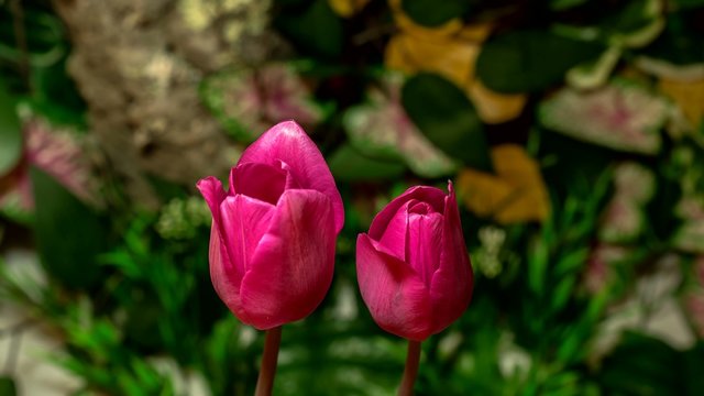 4k time lapse tulip flowers flourishing