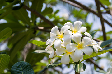 Frangipani, Plumeria, Templetree,Thai flower