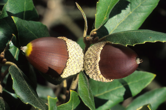 ghianda frutto del leccio