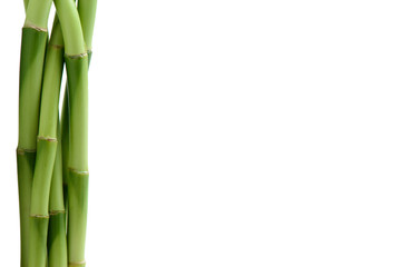 Fototapeta premium bamboo stem