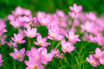 Pink Zephyranthes Lily