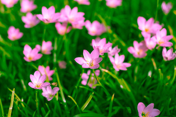 Zephyranthes Lily, Rain Lily, Fairy Lily, Little Witches
