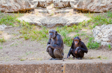 Couple of chimpanzees