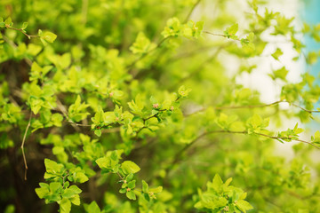 spring, green, bright branch with fresh green leaves
