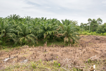 Palmölplantage zerstört Regenwald