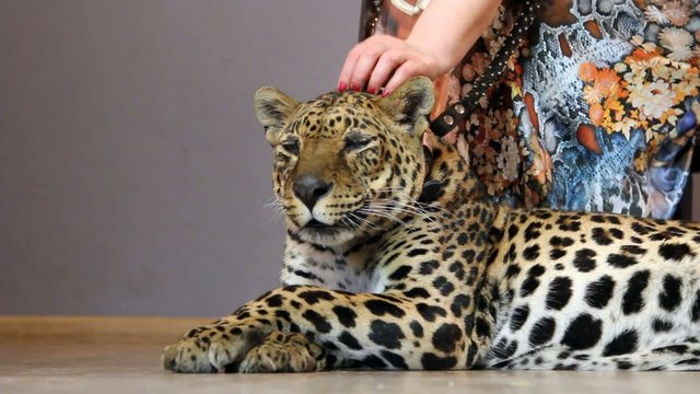 woman's hand stroking a leopard 's head
