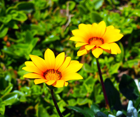Summer and fresh yellow flowers