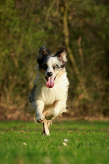 Schneller Border Collie