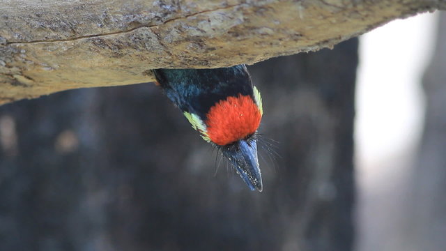 Coppersmith Barbet
