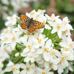 Papillon petit nacré sur choisya ternata