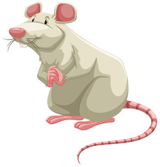 White rat