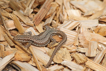 Lézard sur copeaux de bois