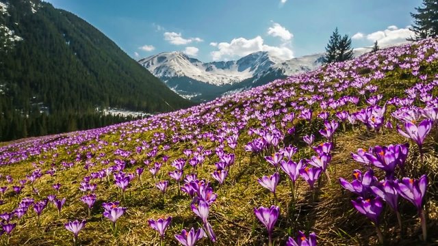Spring crocuses in Tatra Mountains, Poland
