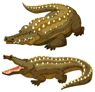 Crocodile.