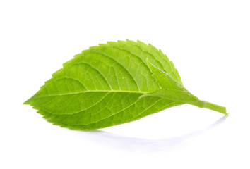 Obraz premium green leaves on a white background
