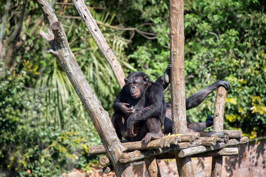 Ape thinking expression - Powered by Adobe