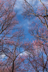 Pink sakura blossoms in Thailand