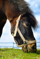 Horse on a field © stockme