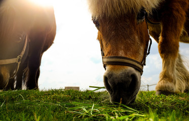 Two Horses on a field
