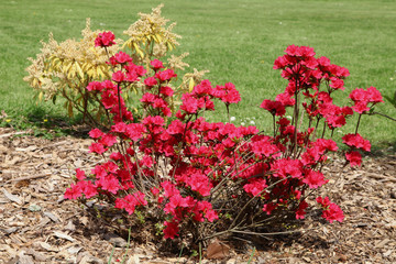 Azalée japonaise rouge