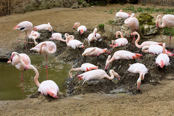 Obraz premium Rosy Flamingo, Phoenicopterus ruber roseus, on nesting