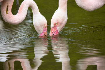 Fototapeta premium few flamingos filter food from the water