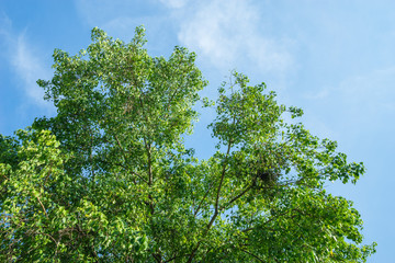 Green branches in a  tropical wood