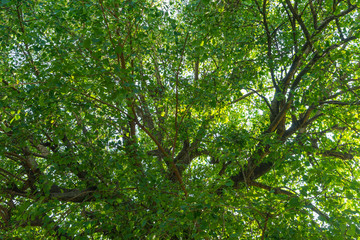 Green branches in a  tropical wood