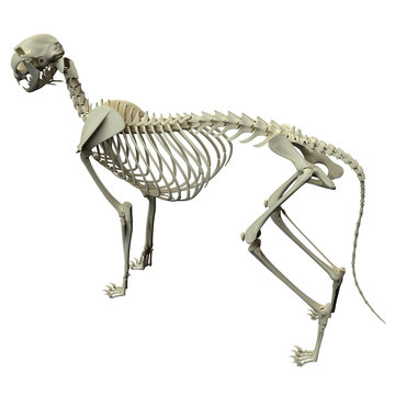 Cat Skeleton Anatomy - Anatomy of a Cat Skeleton - side view