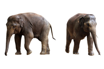 Fototapeta na wymiar two elephants isolated with clipping path