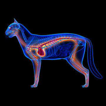 Cat Heart - Anatomy Of Circulatory System Isolated On Black