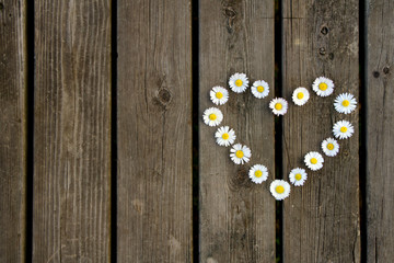 Gänseblümchenherz 1 © Girasole75