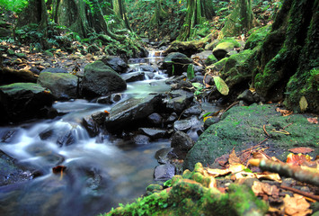 Moorea Rainforest Cascade