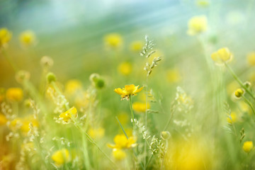 Meadow flowers lit by sun rays