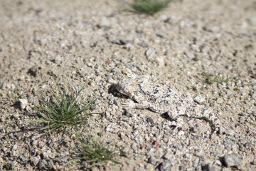 Horned Toed Lizard in Desert
