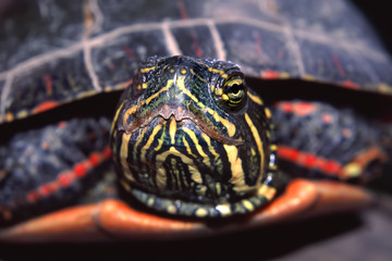 Obraz premium Painted Turtle Portrait Illinois